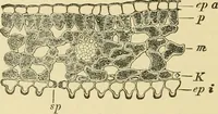 An illustration from The microscopy of vegetable foods, with special reference to the detection of adulteration and the diagnosis of mixtures (1916)