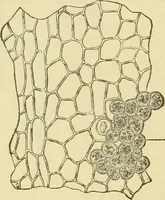 An illustration from The microscopy of vegetable foods, with special reference to the detection of adulteration and the diagnosis of mixtures (1916)