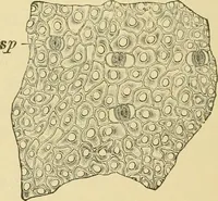 An illustration from The microscopy of vegetable foods, with special reference to the detection of adulteration and the diagnosis of mixtures (1916)