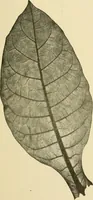 An illustration from The microscopy of vegetable foods, with special reference to the detection of adulteration and the diagnosis of mixtures (1916)