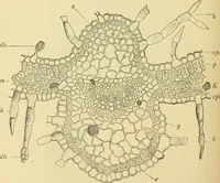 An illustration from The microscopy of vegetable foods, with special reference to the detection of adulteration and the diagnosis of mixtures (1916)