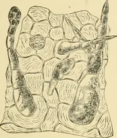An illustration from The microscopy of vegetable foods, with special reference to the detection of adulteration and the diagnosis of mixtures (1916)