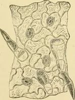 An illustration from The microscopy of vegetable foods, with special reference to the detection of adulteration and the diagnosis of mixtures (1916)