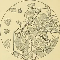 An illustration from The microscopy of vegetable foods, with special reference to the detection of adulteration and the diagnosis of mixtures (1916)