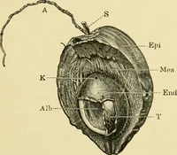 An illustration from The microscopy of vegetable foods, with special reference to the detection of adulteration and the diagnosis of mixtures (1916)