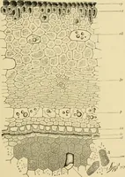 An illustration from The microscopy of vegetable foods, with special reference to the detection of adulteration and the diagnosis of mixtures (1916)