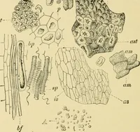An illustration from The microscopy of vegetable foods, with special reference to the detection of adulteration and the diagnosis of mixtures (1916)