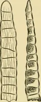 An illustration from The microscopy of vegetable foods, with special reference to the detection of adulteration and the diagnosis of mixtures (1916)