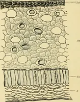 An illustration from The microscopy of vegetable foods, with special reference to the detection of adulteration and the diagnosis of mixtures (1916)