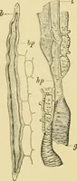 An illustration from The microscopy of vegetable foods, with special reference to the detection of adulteration and the diagnosis of mixtures (1916)
