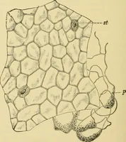 An illustration from The microscopy of vegetable foods, with special reference to the detection of adulteration and the diagnosis of mixtures (1916)