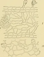 An illustration from The microscopy of vegetable foods, with special reference to the detection of adulteration and the diagnosis of mixtures (1916)