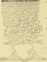 An illustration from The microscopy of vegetable foods, with special reference to the detection of adulteration and the diagnosis of mixtures (1916)