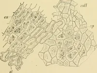 An illustration from The microscopy of vegetable foods, with special reference to the detection of adulteration and the diagnosis of mixtures (1916)