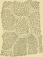 An illustration from The microscopy of vegetable foods, with special reference to the detection of adulteration and the diagnosis of mixtures (1916)