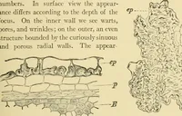 An illustration from The microscopy of vegetable foods, with special reference to the detection of adulteration and the diagnosis of mixtures (1916)
