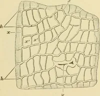 An illustration from The microscopy of vegetable foods, with special reference to the detection of adulteration and the diagnosis of mixtures (1916)