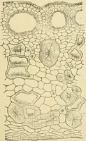 An illustration from The microscopy of vegetable foods, with special reference to the detection of adulteration and the diagnosis of mixtures (1916)