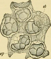 An illustration from The microscopy of vegetable foods, with special reference to the detection of adulteration and the diagnosis of mixtures (1916)
