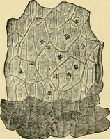 An illustration from The microscopy of vegetable foods, with special reference to the detection of adulteration and the diagnosis of mixtures (1916)