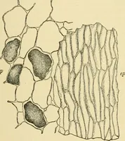 An illustration from The microscopy of vegetable foods, with special reference to the detection of adulteration and the diagnosis of mixtures (1916)