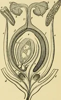 An illustration from The microscopy of vegetable foods, with special reference to the detection of adulteration and the diagnosis of mixtures (1916)