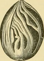 An illustration from The microscopy of vegetable foods, with special reference to the detection of adulteration and the diagnosis of mixtures (1916)