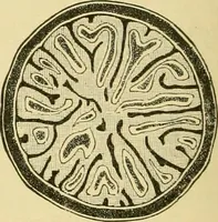 An illustration from The microscopy of vegetable foods, with special reference to the detection of adulteration and the diagnosis of mixtures (1916)