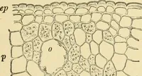 An illustration from The microscopy of vegetable foods, with special reference to the detection of adulteration and the diagnosis of mixtures (1916)