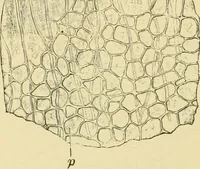 An illustration from The microscopy of vegetable foods, with special reference to the detection of adulteration and the diagnosis of mixtures (1916)