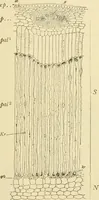 An illustration from The microscopy of vegetable foods, with special reference to the detection of adulteration and the diagnosis of mixtures (1916)