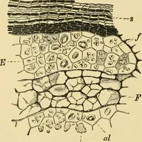 An illustration from The microscopy of vegetable foods, with special reference to the detection of adulteration and the diagnosis of mixtures (1916)