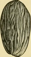 An illustration from The microscopy of vegetable foods, with special reference to the detection of adulteration and the diagnosis of mixtures (1916)