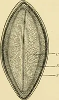 An illustration from The microscopy of vegetable foods, with special reference to the detection of adulteration and the diagnosis of mixtures (1916)