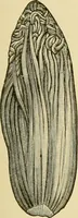 An illustration from The microscopy of vegetable foods, with special reference to the detection of adulteration and the diagnosis of mixtures (1916)