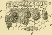 An illustration from The microscopy of vegetable foods, with special reference to the detection of adulteration and the diagnosis of mixtures (1916)