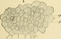 An illustration from The microscopy of vegetable foods, with special reference to the detection of adulteration and the diagnosis of mixtures (1916)