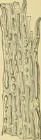 An illustration from The microscopy of vegetable foods, with special reference to the detection of adulteration and the diagnosis of mixtures (1916)