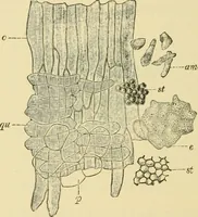 An illustration from The microscopy of vegetable foods, with special reference to the detection of adulteration and the diagnosis of mixtures (1916)