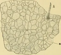 An illustration from The microscopy of vegetable foods, with special reference to the detection of adulteration and the diagnosis of mixtures (1916)