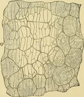 An illustration from The microscopy of vegetable foods, with special reference to the detection of adulteration and the diagnosis of mixtures (1916)