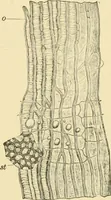 An illustration from The microscopy of vegetable foods, with special reference to the detection of adulteration and the diagnosis of mixtures (1916)