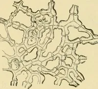 An illustration from The microscopy of vegetable foods, with special reference to the detection of adulteration and the diagnosis of mixtures (1916)