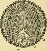An illustration from The microscopy of vegetable foods, with special reference to the detection of adulteration and the diagnosis of mixtures (1916)