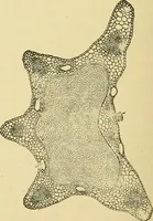 An illustration from The microscopy of vegetable foods, with special reference to the detection of adulteration and the diagnosis of mixtures (1916)