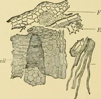 An illustration from The microscopy of vegetable foods, with special reference to the detection of adulteration and the diagnosis of mixtures (1916)