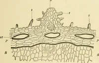 An illustration from The microscopy of vegetable foods, with special reference to the detection of adulteration and the diagnosis of mixtures (1916)