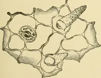 An illustration from The microscopy of vegetable foods, with special reference to the detection of adulteration and the diagnosis of mixtures (1916)