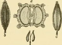 An illustration from The microscopy of vegetable foods, with special reference to the detection of adulteration and the diagnosis of mixtures (1916)