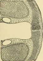 An illustration from The microscopy of vegetable foods, with special reference to the detection of adulteration and the diagnosis of mixtures (1916)